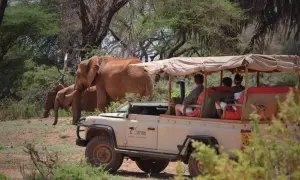 Słoń w Kenii, ludzie w jeepie. Idealne buty na safari w Kenii to wygodne, zakryte obuwie.